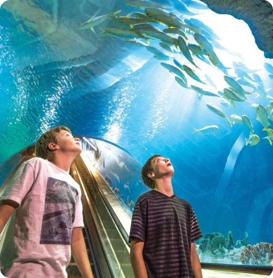 To young boys stare at fish in an aquarium.